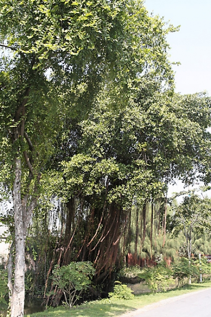 Muang Boran-2005-009